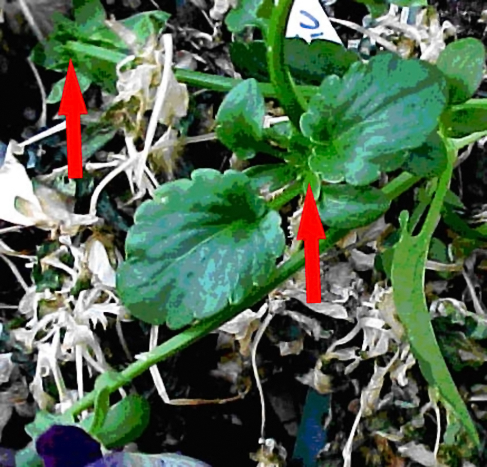 Nonionic surfactant damage to pansy leaves
